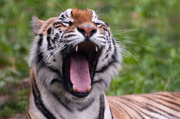 640px-Panthera_tigris_-Franklin_Park_Zoo,_Massachusetts,_USA-8a_(2)