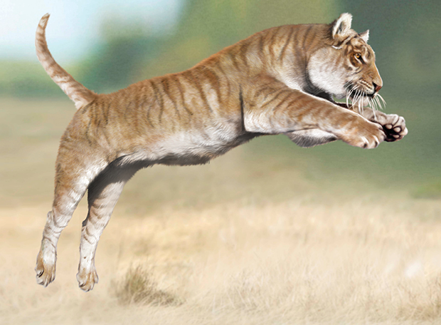 Qual é o maior felino do mundo?