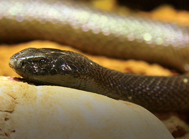 Qual o animal terrestre mais perigoso do mundo?