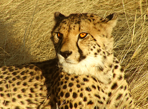Como se define uma espécie biológica?