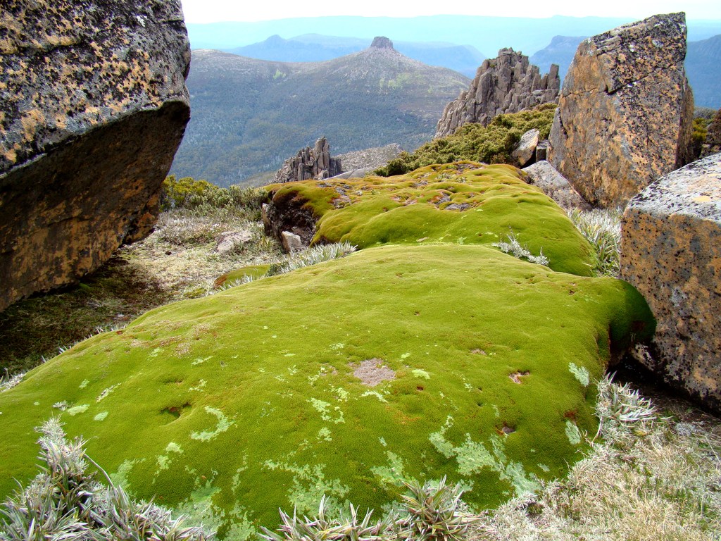 Llareta Cushion-plant-atop-Mount-Ossa