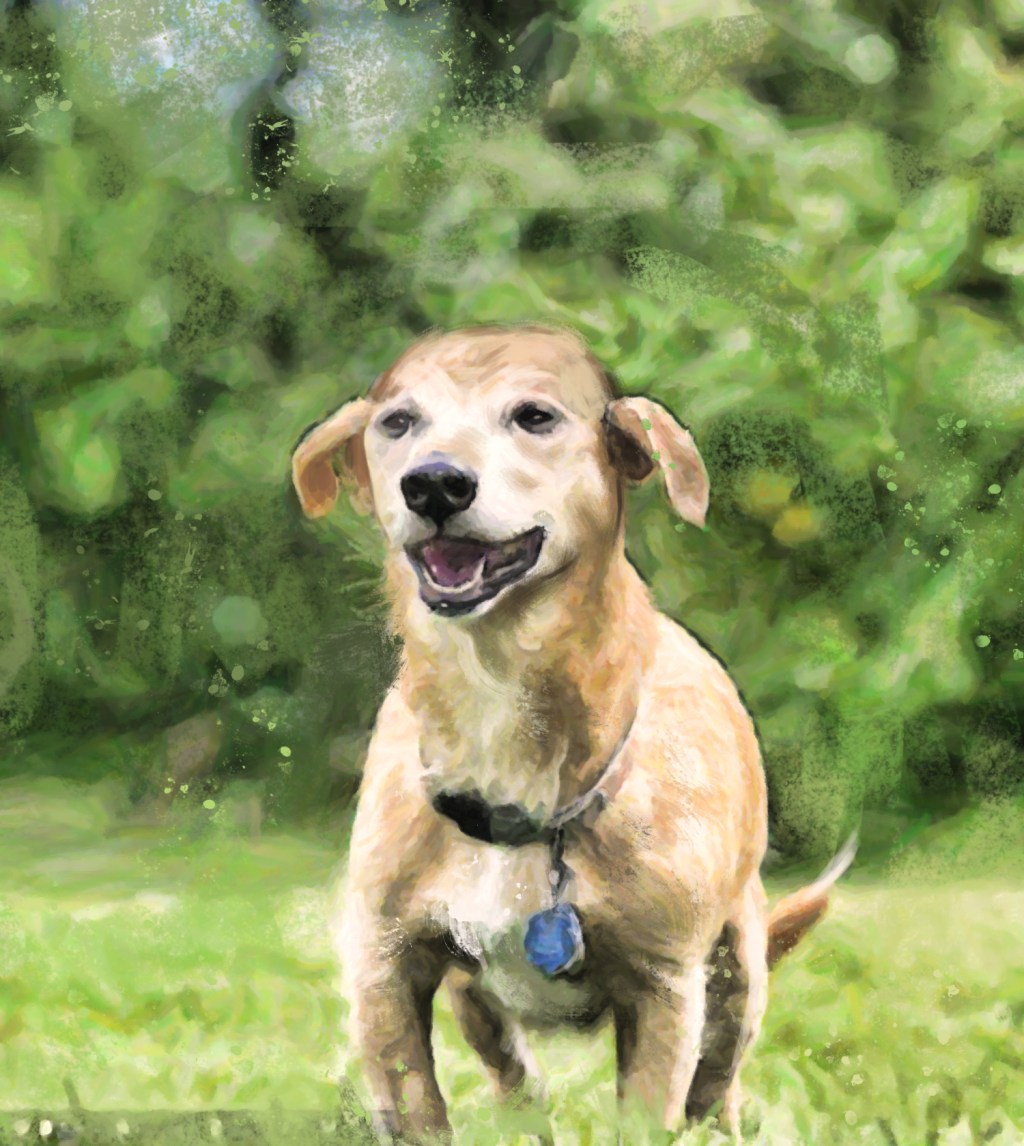 Cachorro - Max - foto por Barry Bland_Barcroft Media 02 icaro