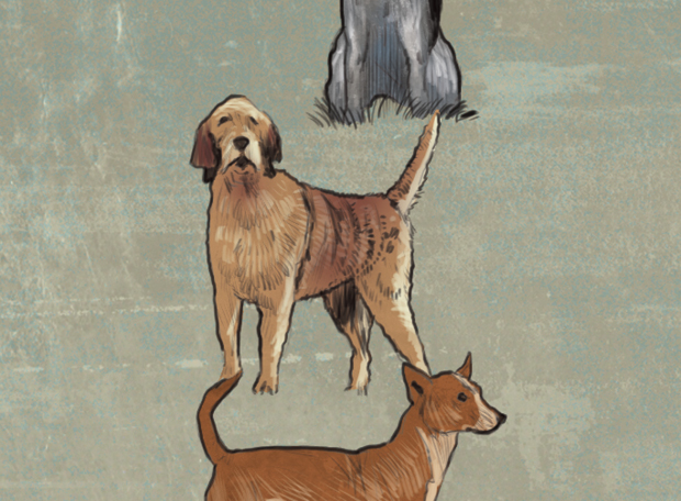 cachorro-extinção-4