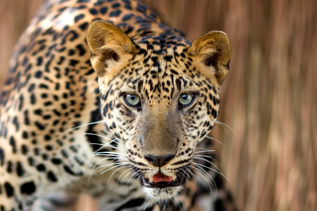 Leopardo