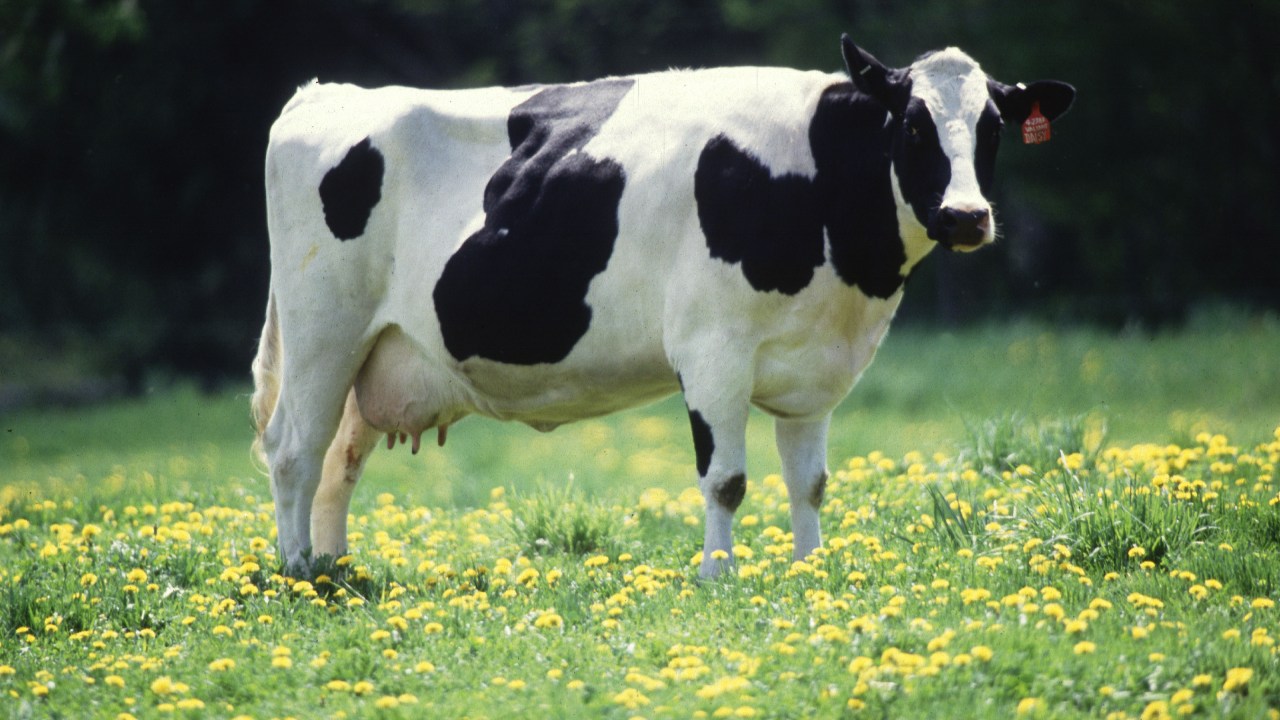 Vaca