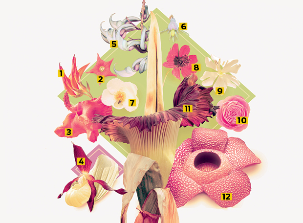 Quais são as flores mais raras do mundo?