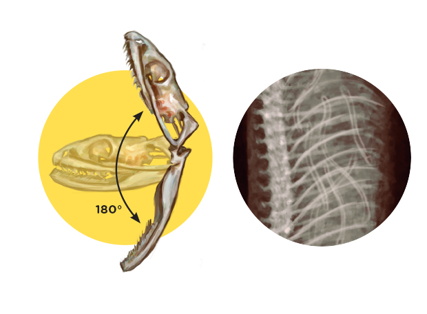 Titanoboa detalhes