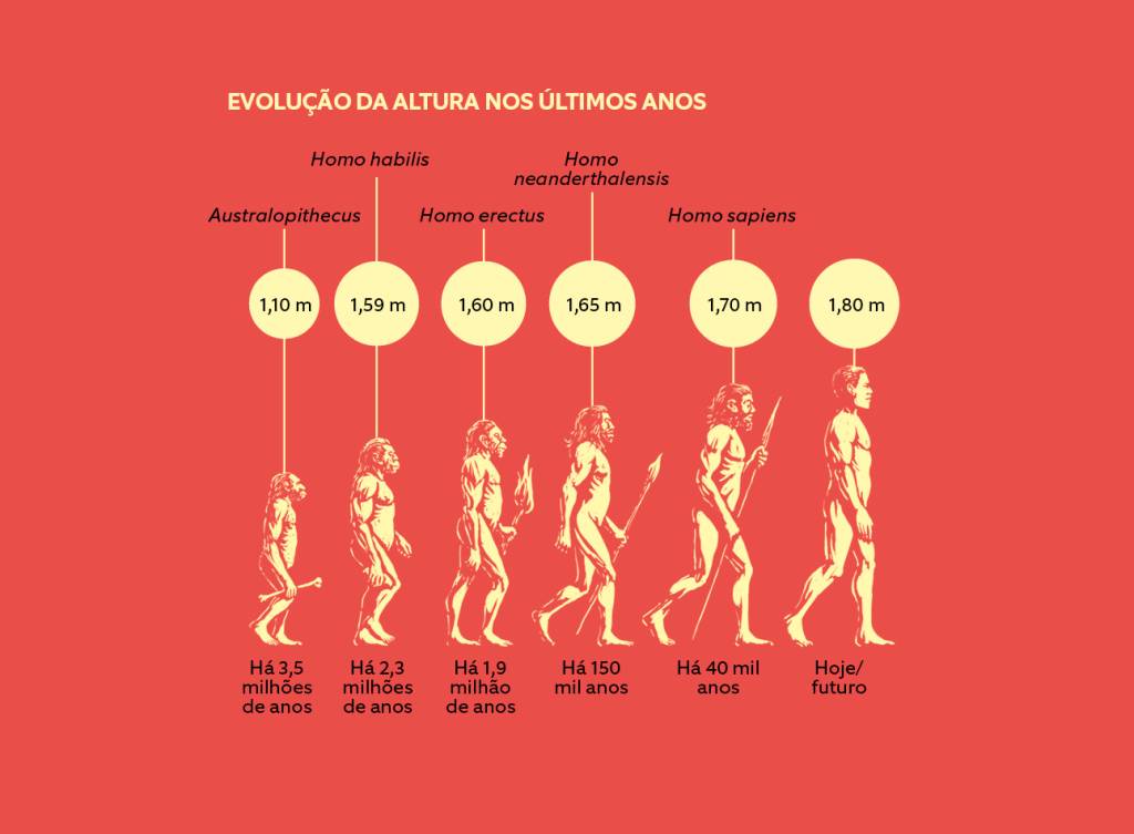 6 - altura média 6 - altura média