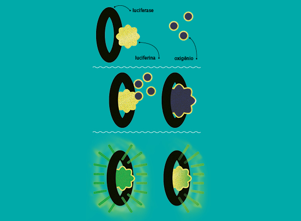 bioluminescencia15