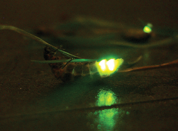 bioluminescencia7 bioluminescencia7