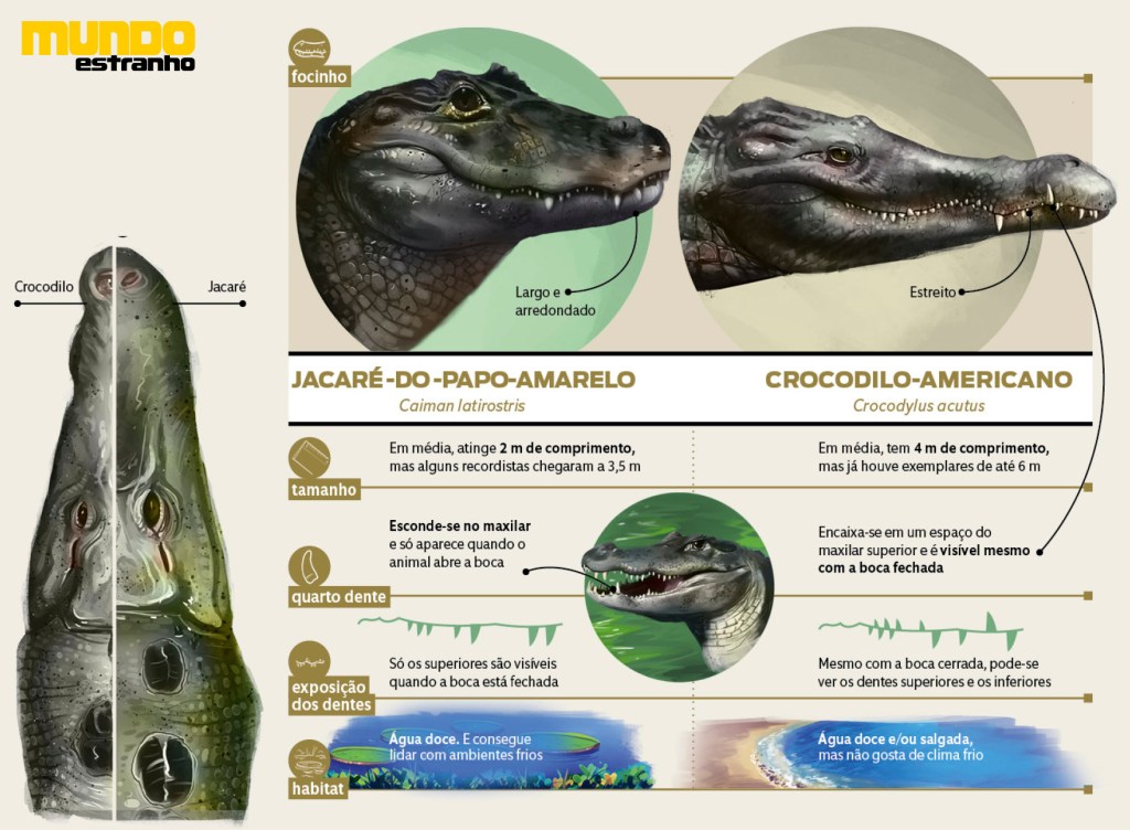 diferença entre os animais2