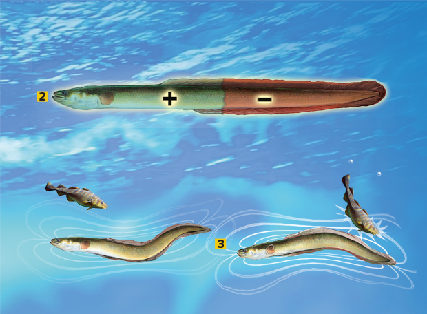 Como a enguia elétrica se protege do próprio choque?