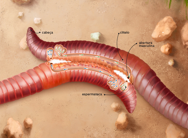 minhocas reprodução