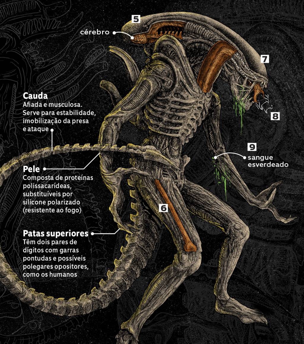 Como é a anatomia da criatura nos filmes da franquia “Alien”?