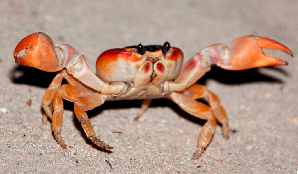 Existe bicho que só anda em uma direção?