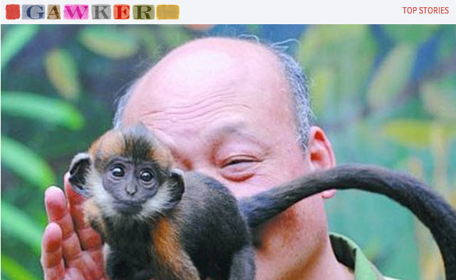 chines-macaco