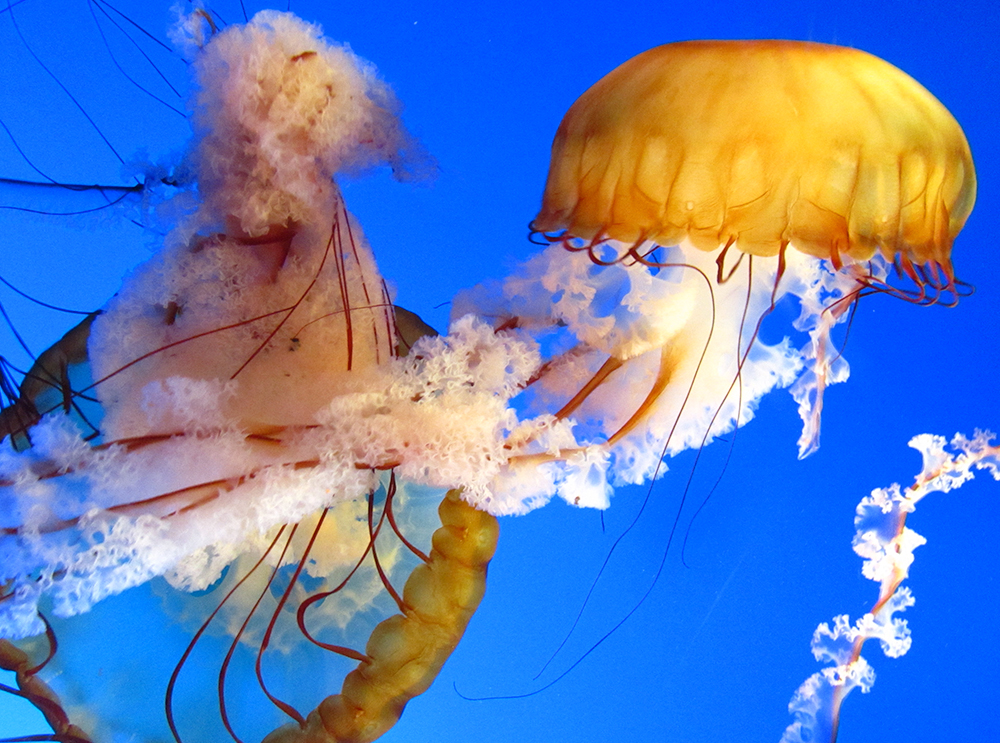 Como as águas-vivas queimam?