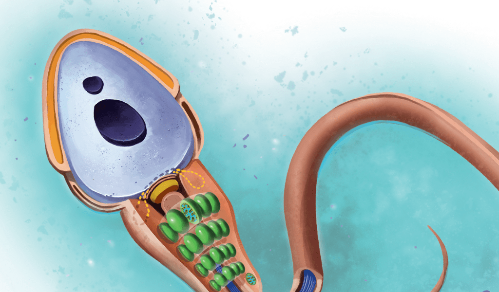 Como é um espermatozoide?