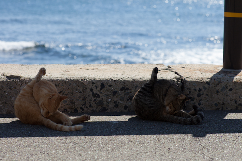 Uma ilha dominada por gatos