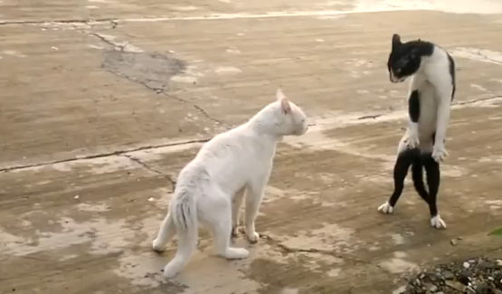 Quadrúpedes que querem ser bípedes