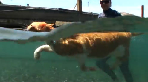 O fim do mundo se aproxima: veja um gato que AMA água