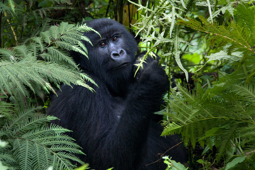 Zoológico americano desenvolve “Tinder” para gorilas