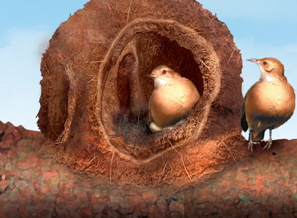 Como o joão-de-barro constrói sua casa?