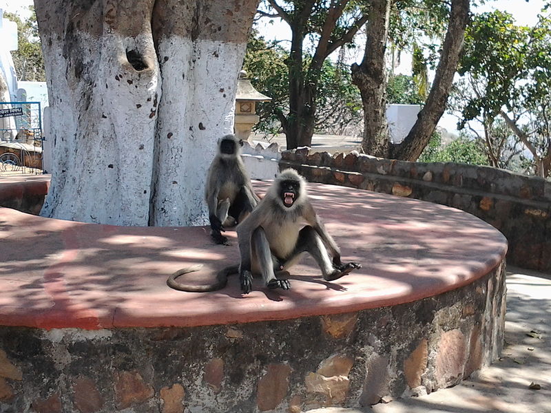 Macaco rouba ônibus e causa acidente na Índia