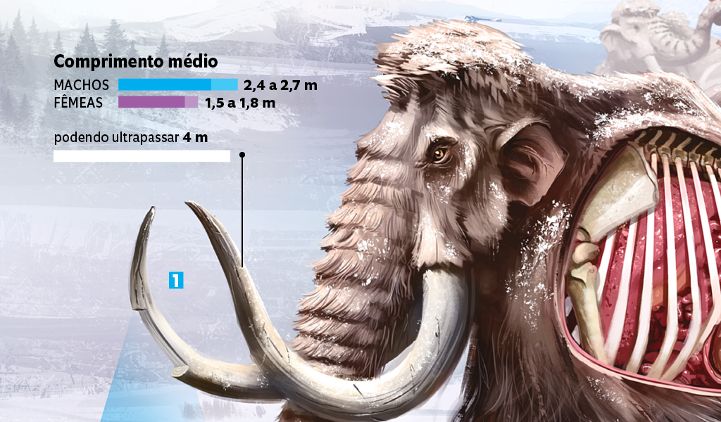 mamute_4 mamute_4