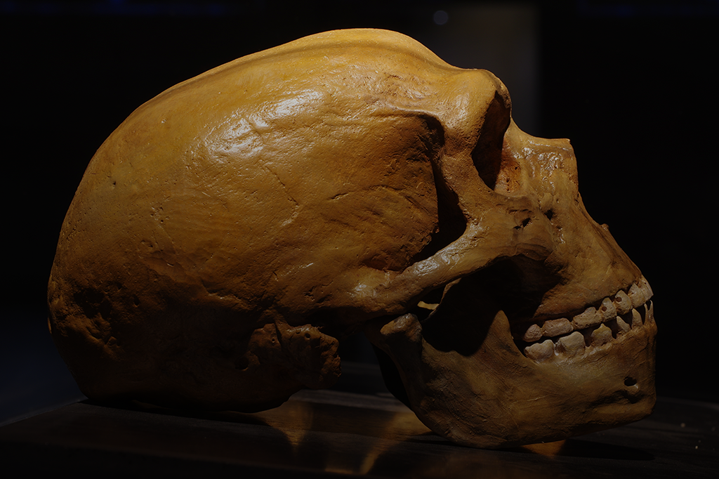 Em que parte da África, exatamente, surgiu o Homo sapiens? Em várias