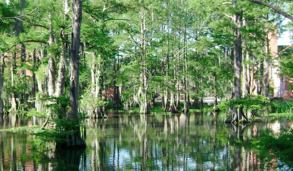 Como se forma um pântano? Que bichos vivem lá?