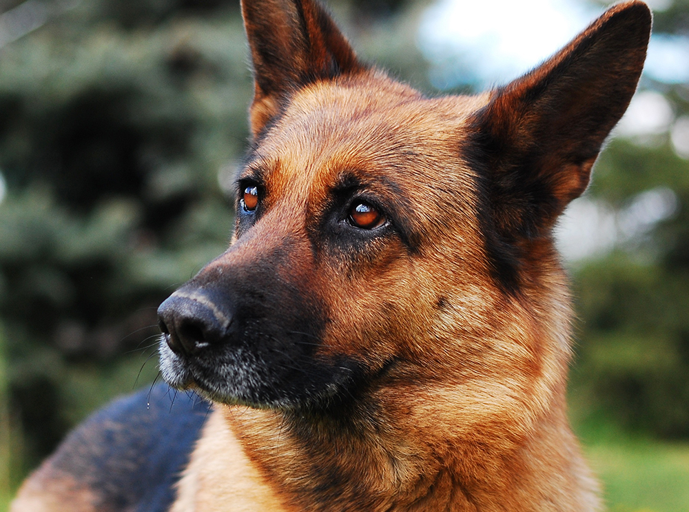 Cachorro vive momentos de emoção ao ver que o dono sumiu