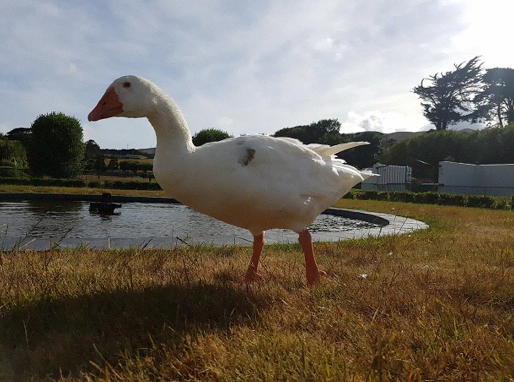 Celebridade na Nova Zelândia, ganso bissexual cego morre aos 40