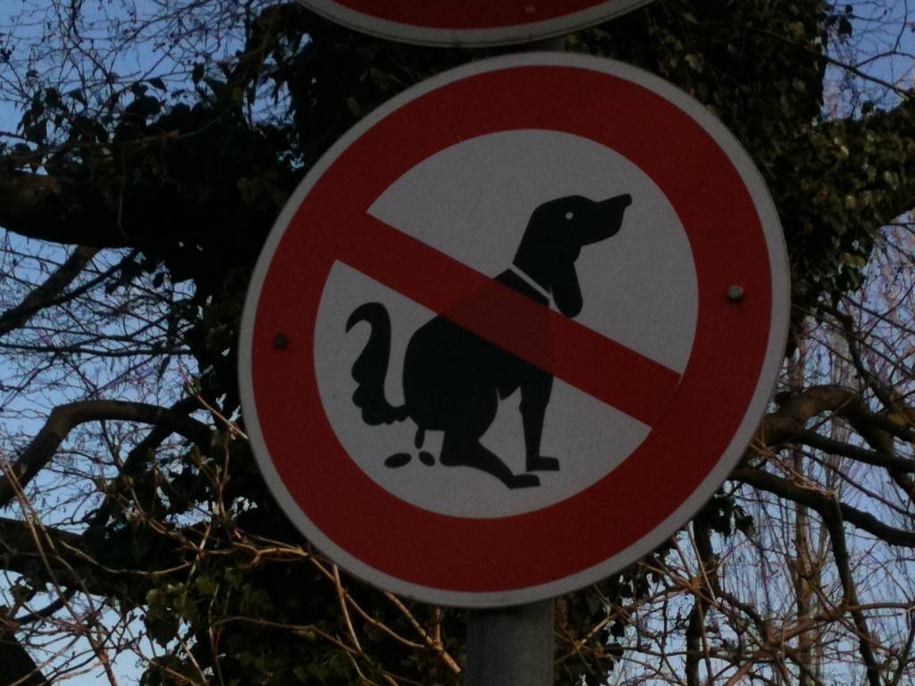 DNA de cachorros é utilizado para encontrar donos que não recolhem cocô