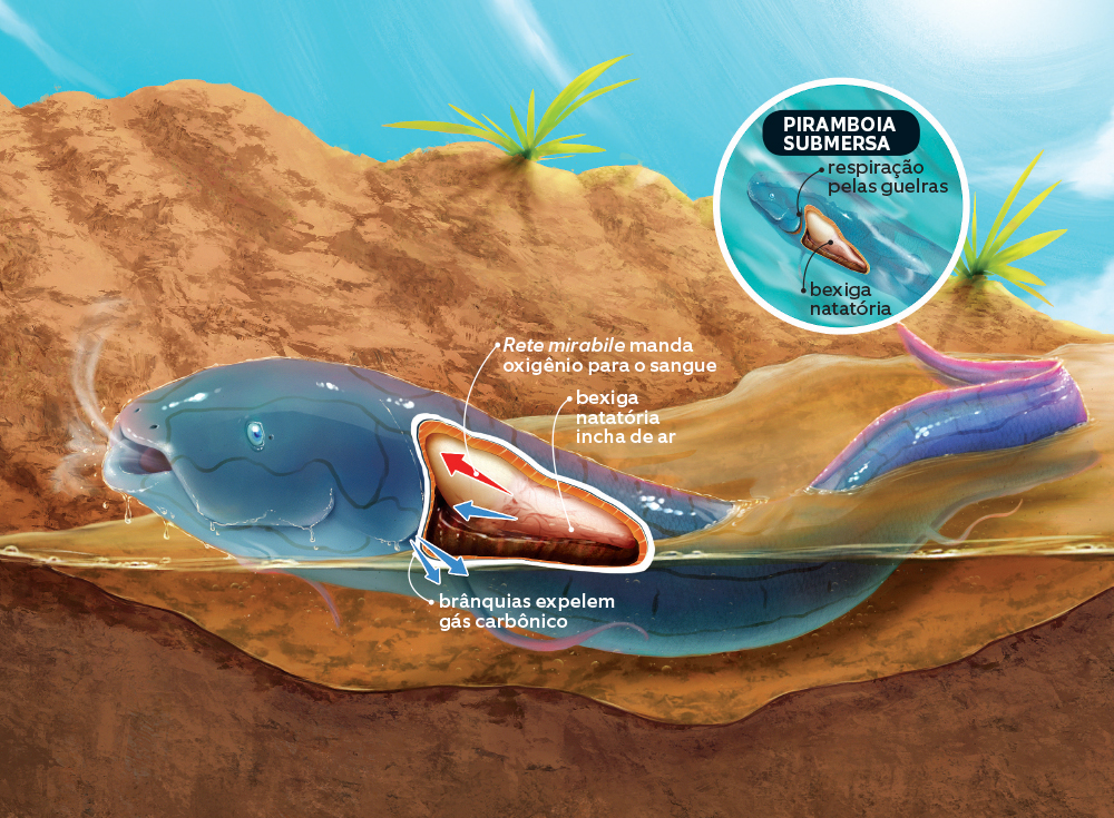 É verdade que um peixe da Amazônia consegue respirar no seco? 2
