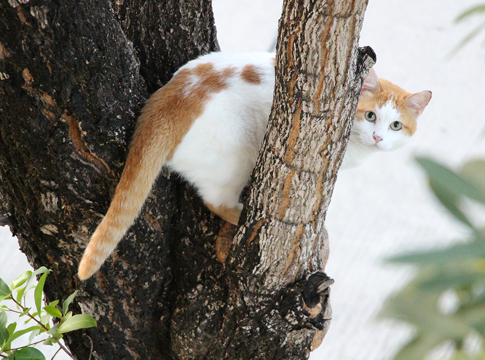 Gato fica preso em árvore, é salvo e acaba preso a outra árvore em seguida