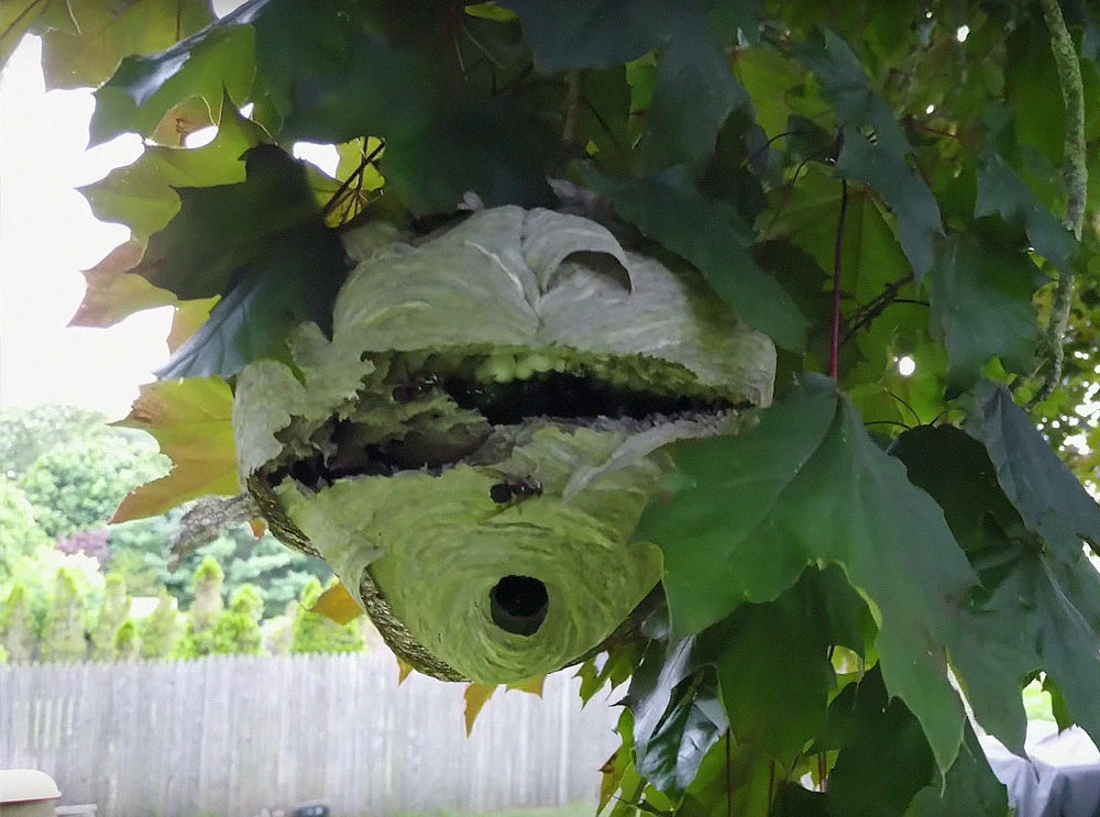 Drone corta vespeiro ao meio e é atacado pelos insetos