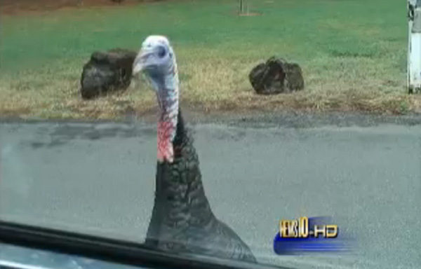 Peru furioso ataca moradores e repórter na Califórnia