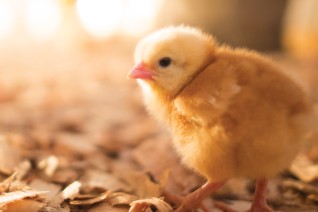 Faz mal um jovem tomar Viagra? Como ele age no organismo?