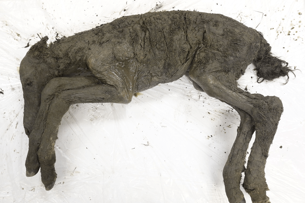 Cavalo de 40 mil anos é achado praticamente intacto na Sibéria