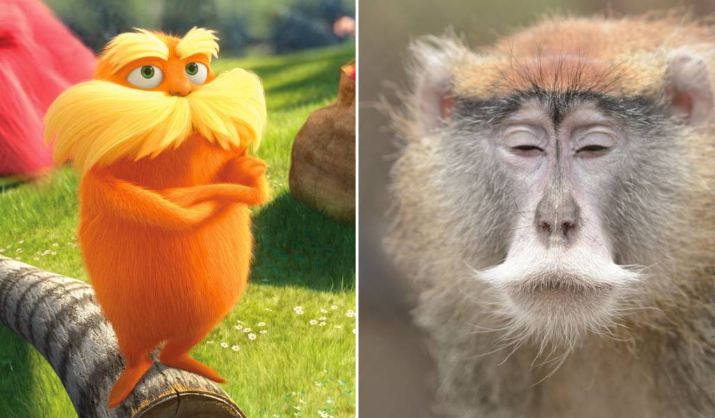 O Lórax existe na natureza. Ou quase