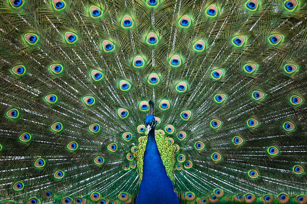 Ciência começa a revelar o porquê de a vida na Terra ter evoluído para ser tão “colorida”