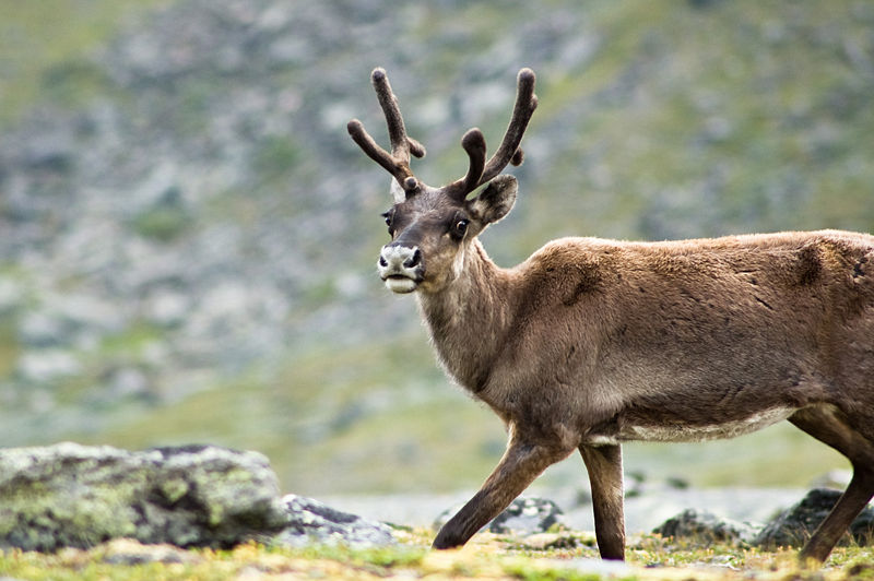 800px-Reindeer_in_Kebnekaise 800px-Reindeer_in_Kebnekaise