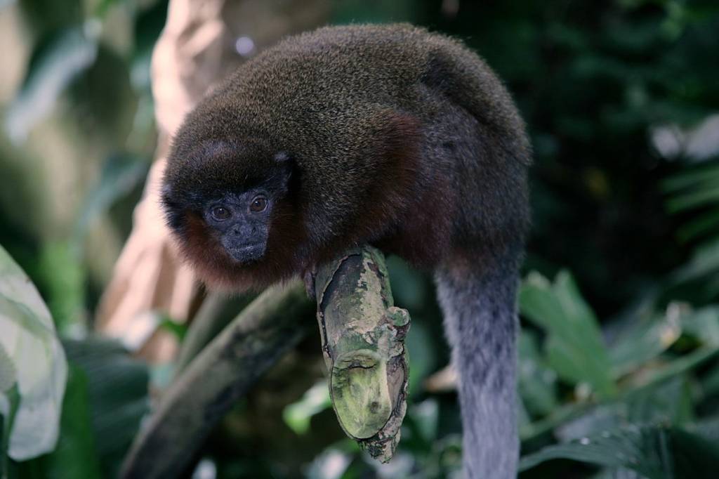 DNA revela origem de misterioso macaco jamaicano extinto