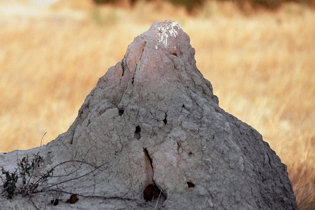 Colônia brasileira de cupins ocupa área equivalente à da Grã-Bretanha