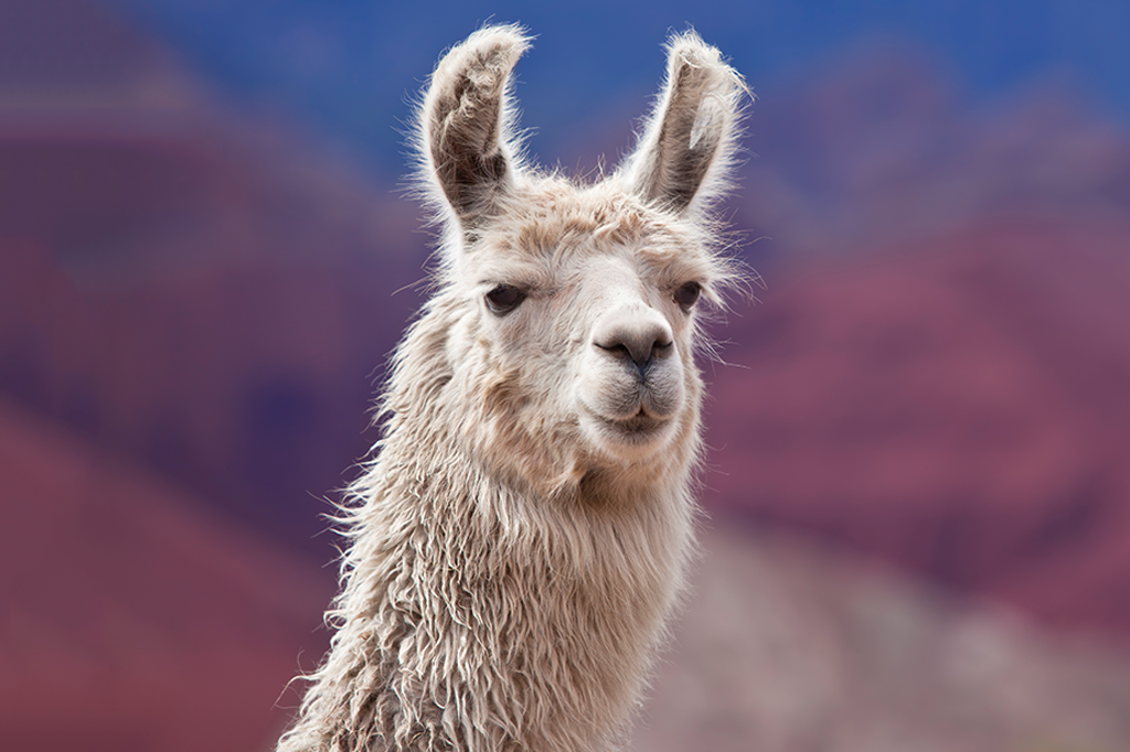 Lhamas podem ser a arma para combater vírus da gripe