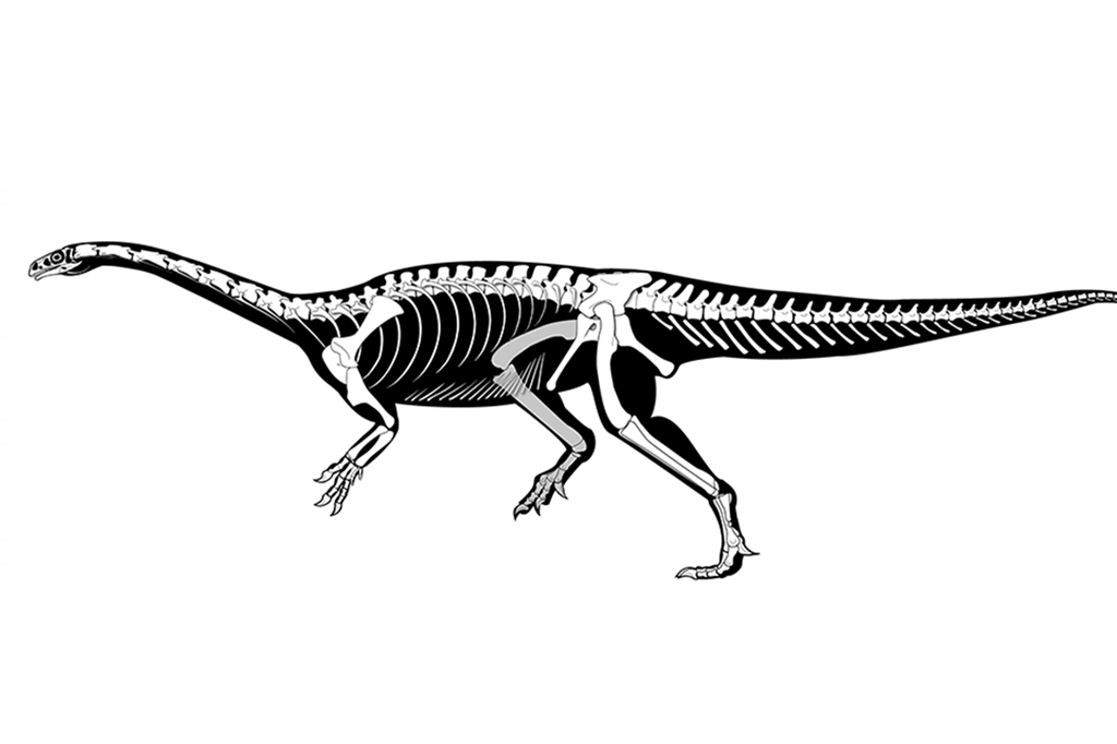 Dinossauros pescoçudos se originaram no Brasil