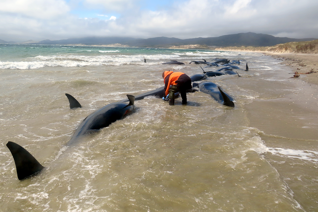 O que faz as baleias da Nova Zelândia encalharem tanto