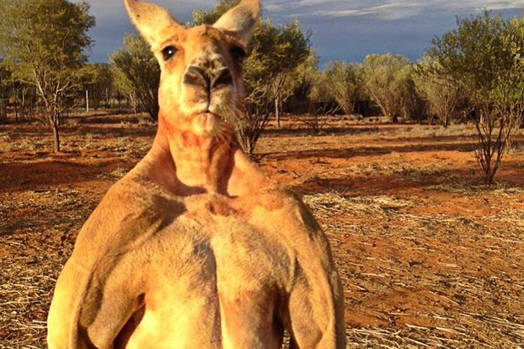 Roger, o insólito canguru bombado, morre aos 12 anos