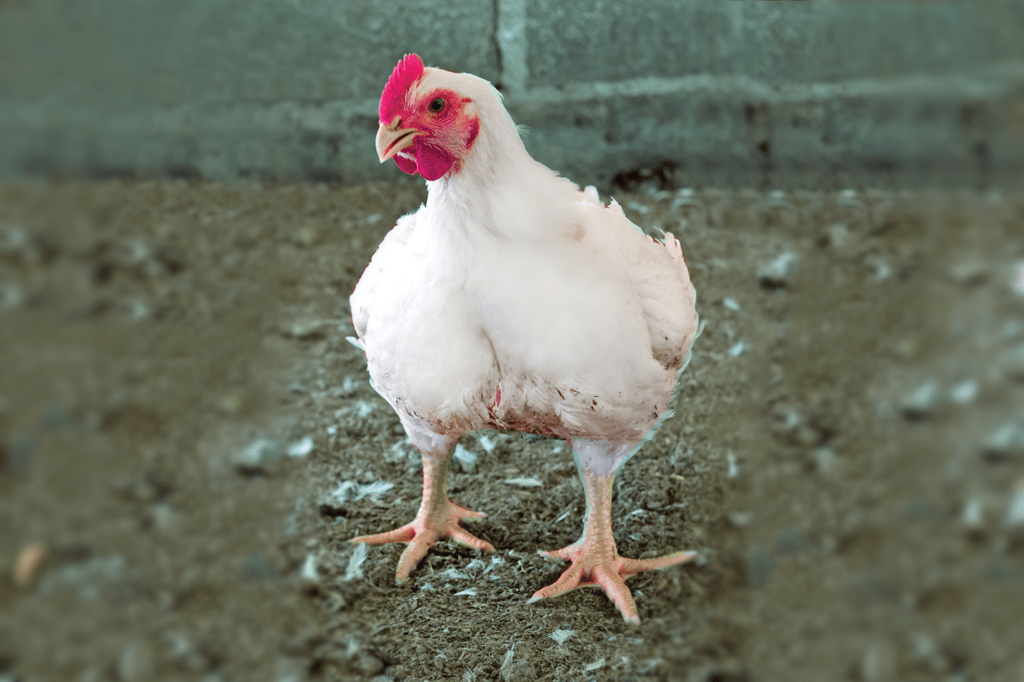 O que é um Chester?